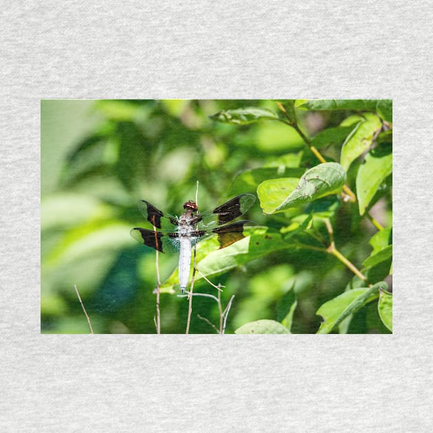 Common Whitetail Dragonfly by Debra Martz by Debra Martz